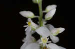 Whorled milkwort